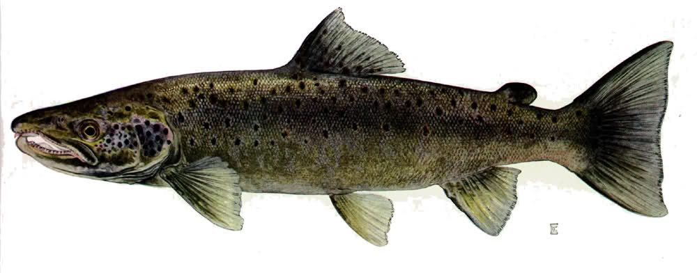 salmon
